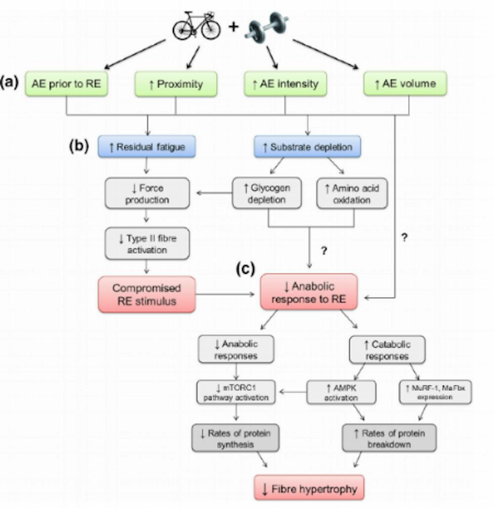 Παράλληλη προπόνησης δύναμης και αντοχής: Τα επιστημονικά δεδομένα για το πως, πότε και γιατί runbeat.gr